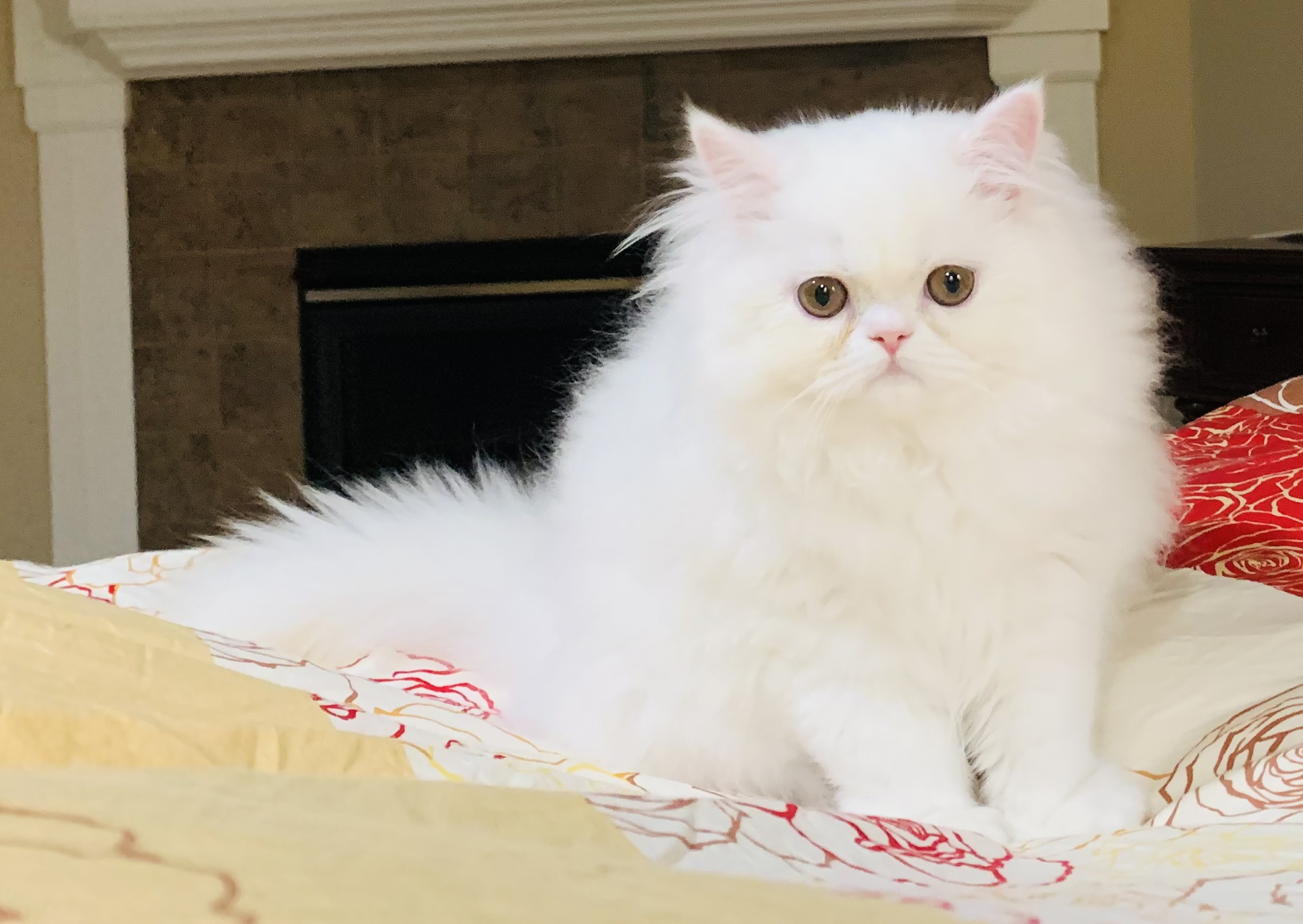 Fluffy white Persian cat with golden eyes sitting on a patterned bed