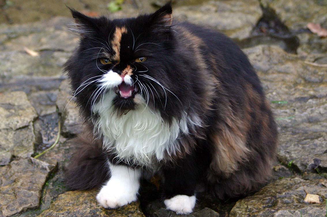 Black, orange, and white Persian cat sitting on a stone patio with its mouth open
