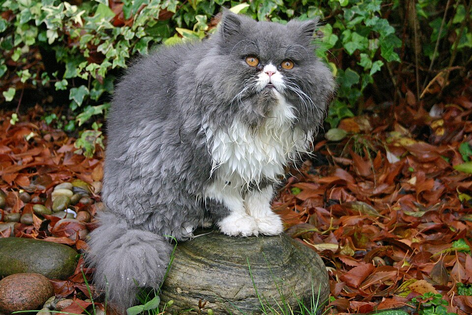 Gray and white Persian cat with amber eyes sitting among autumn leaves