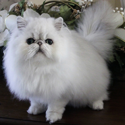 Shaded silver Persian standing with a lifted fluffy tail and green eyes
