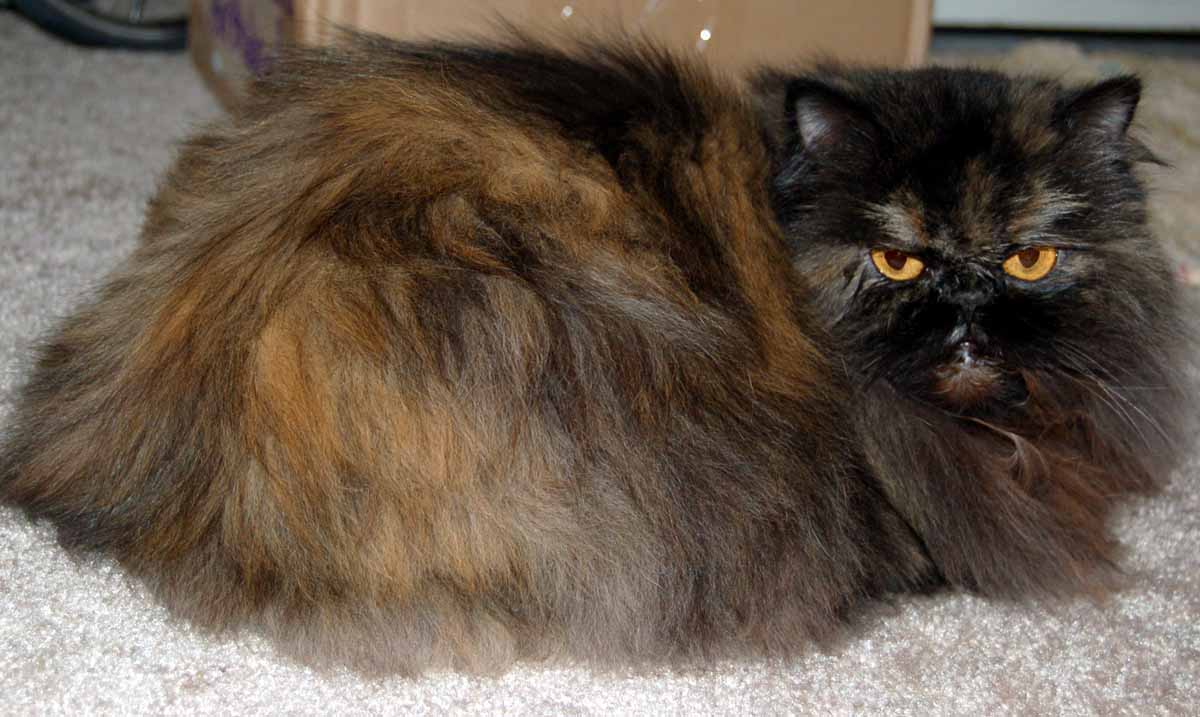 Tortoiseshell Persian with a mottled black and warm brown coat and amber eyes